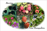 Berries of New Hampshire Collage